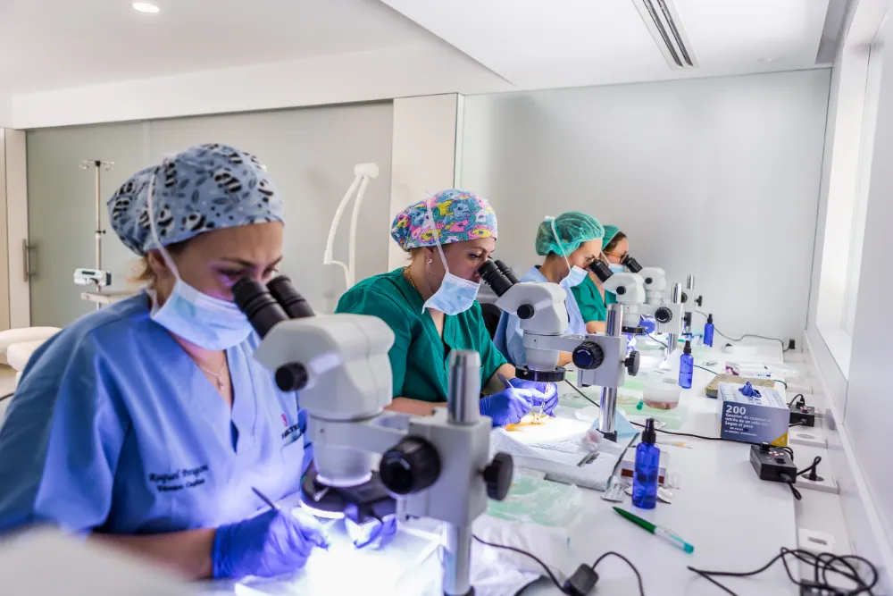 The hairline feminization team extracting hair follicles during a simultaneous hair transplant surgery for an ffs patient.